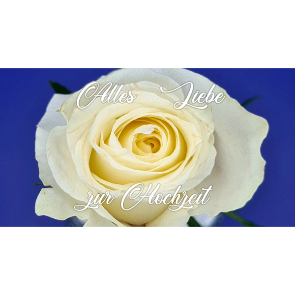 Weiße Rose / Hochzeit
