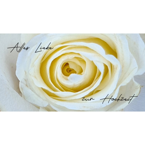 Weiße Rose 1 / Hochzeit