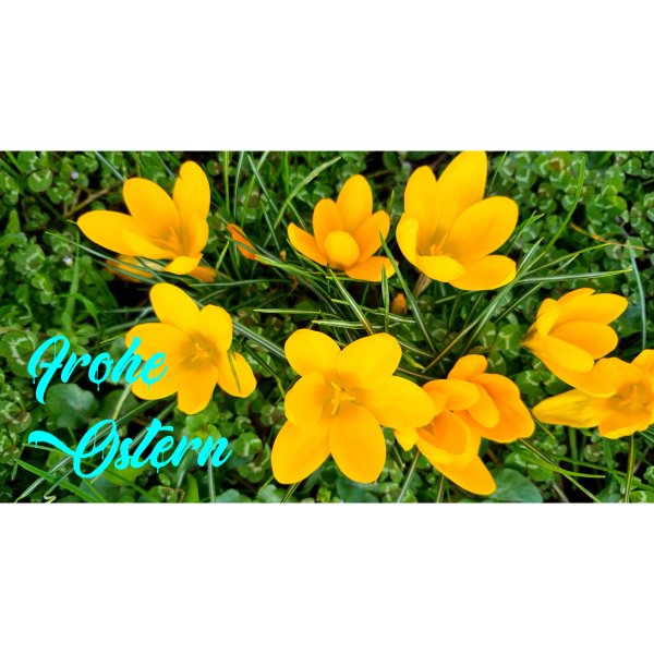 Gelber Krokus
