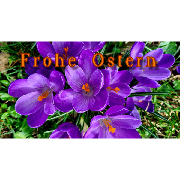 Blauer Krokus / Ostern