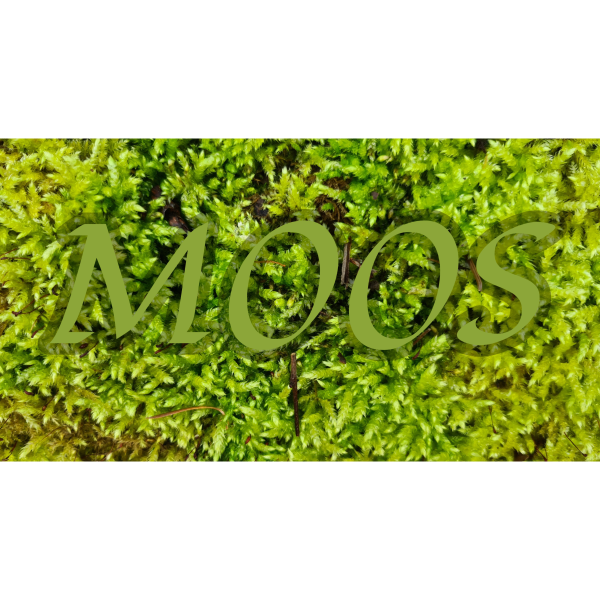 Naturmoos