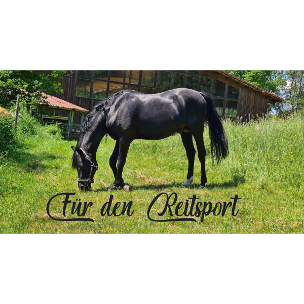 Black Beauty / Sport