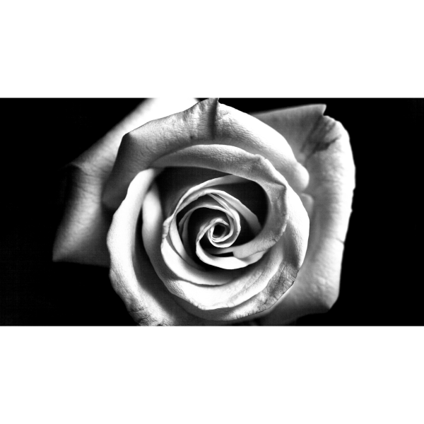 Rose s/w
