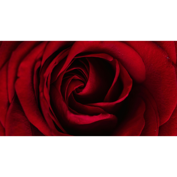 Rote Rose